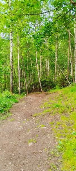 Trailabschnitt am Birkenwald