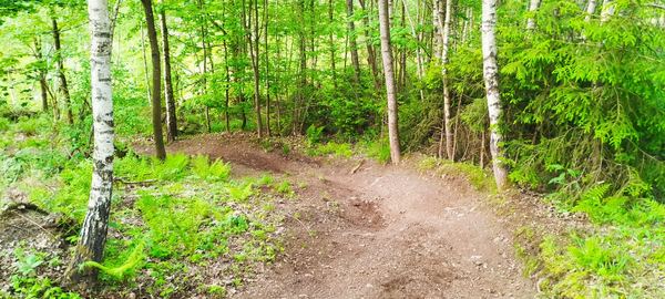 Trail zwischen jungen Birken hindurch