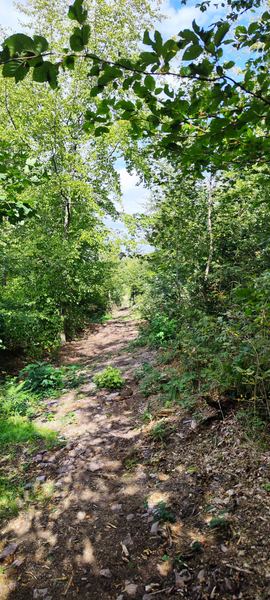 Loser Untergrund im Wald