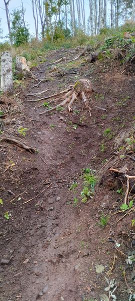 Wurzelfeld zwischen Baumstümpfen im Linduro